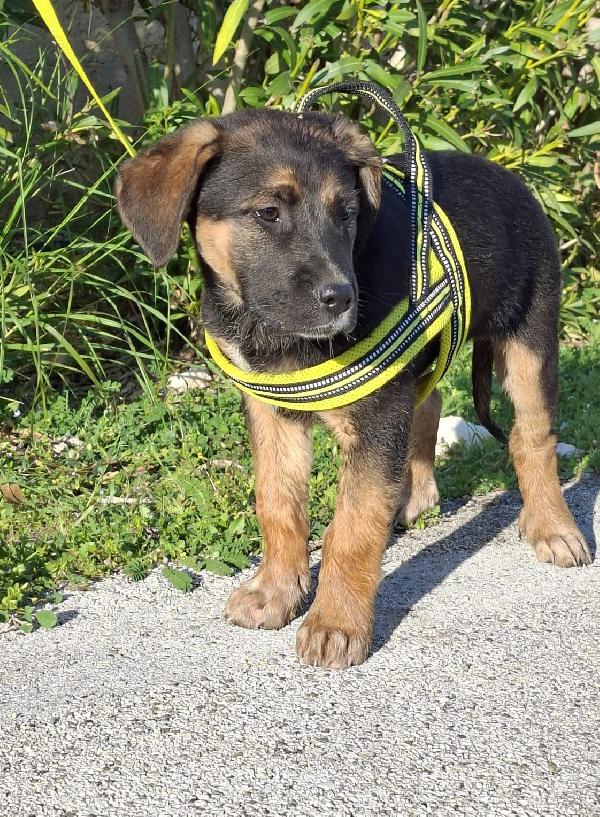 BOLT simil pastorino in adozione Foto 8